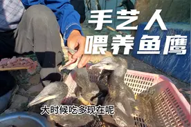 实拍农村手艺人饲养小鸬鹚，每天要喂3遍，1次要吃5斤鱼肉