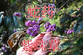 蛇药有关植物“紫珠”，号称“缠蛇丹毒”克星，凉茶中也常用到视频封面