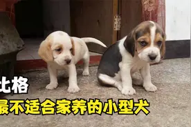 知道它为什么叫比格大魔王吗？比格犬，最不适合家养的小型犬