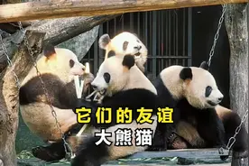 来看看，大熊猫们也是有友谊，和闺蜜情的，虽然它们不会说话视频封面