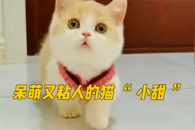 百万网红小猫咪对主人浓浓的爱简直要把心给融化了视频封面
