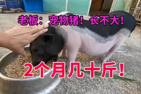 宠物猪？长不大？2个月给你长到几十斤！视频封面