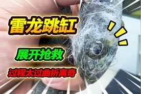 价值260的红帝王雷龙跳缸，展开一系列紧急抢救，最后结果太困难