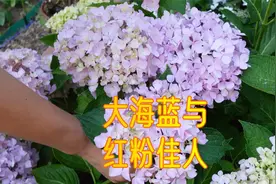 通过花、叶来对比绣球花：红粉佳人与大海蓝，大鼻子老刘难住了!视频封面