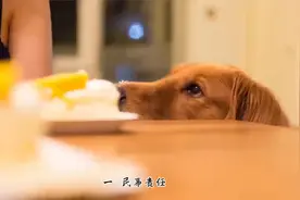 一个视频讲清楚：狗咬人的法律责任视频封面