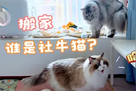 带2只大猫搬家，缅因猫和布偶猫谁是社牛猫？