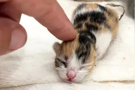 路边捡到一只刚出生的三花猫，带回家后，家里的宠物猫不答应了！