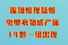 深圳惊现荔蝽虫卵，衣物成产床！14颗一组出现视频封面