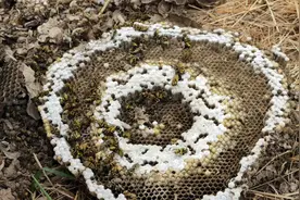 用液氮对付大黄蜂是不是有点太残忍了视频封面