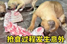 7条比特狂吃10斤骨头，抢食过程发生意外，竟把二凯大腿咬个窟窿视频封面