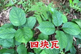 “打得周身垮，全靠四块瓦”，如果你还不认识，那就亏大了！