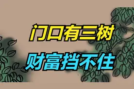 “门口有三树，财富挡不住”，家里有这些吉祥树，子孙都有福！视频封面
