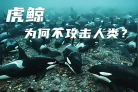 虎鲸为什么不攻击人类？真正的原因，你知其一不知其二！