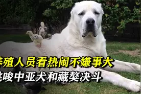 养殖人员看热闹不嫌事大，挑唆中亚犬和藏獒决斗，藏獒压根不上当视频封面