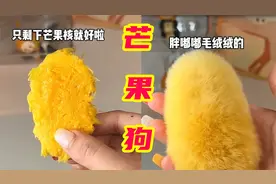 把芒果核洗干净吹干，据说就能得到毛茸茸的芒果狗，是真的吗？