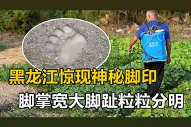 黑龙江惊现神秘脚印，脚掌宽大脚趾粒粒分明，究竟来自什么东西？