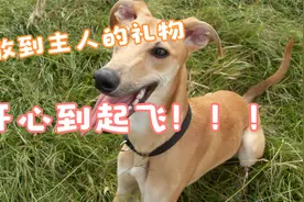 狗狗收到新窝，开心到起飞视频封面