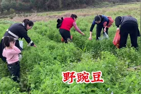 “春天里的美味”广布野豌豆，还有多少人记得呢？遇到摘些回家吧视频封面