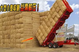 火力全开！大型机械收割现场：一小时推平农场，自动化流程真给力视频封面