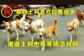 为什么在农村土狗喜欢拉帮结派？土狗打架成群结队，狗群有等级？视频封面