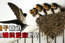 农村常见的燕子，难道也嫌贫爱富吗？只挑富贵人家去筑巢？视频封面