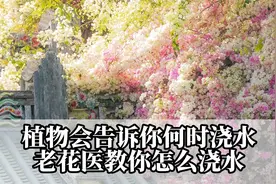 植物会告诉你何时浇水，老花医教你怎么浇水！视频封面