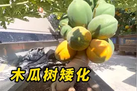 木瓜树这样给它来几刀，不仅结果多而且大，矮化后还方便采摘管理