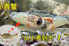 网购50只小青蟹，放鱼缸里饲养4个月，长大了但数量越来越少了！视频封面