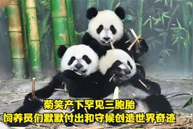 菊笑产下罕见三胞胎，饲养员们默默付出和守候创造世界奇迹视频封面