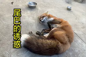 这狐狸快成精了吧，还会用尾巴诱惑人，感觉有点不正经！