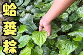外省很多朋友不认识的野生蛤蒌叶，却是广东湛江做美食的天然香料视频封面