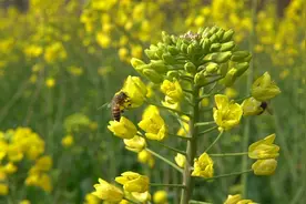 你知道一只蜜蜂能活多久吗视频封面