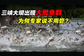 三峡大坝下鱼群泛滥，百斤“水老虎”到处都是，为什么不让捕捞？
