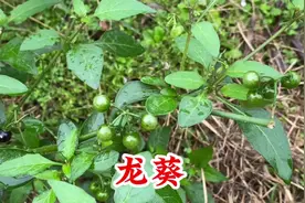 龙葵也叫“白花菜”，全株含有毒生物碱，怎样吃它才安全呢？