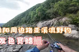 沉浸式路亚溪流钓，都是发色超好的宽鳍鱲——钓鱼人的快乐视频封面