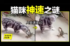 猫的反应速度是人类七倍？为什么说猫能看到子弹时间？