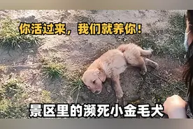 旅行途中，捡到一只濒死的小金毛，被好心夫妻救助后成功逆袭！视频封面