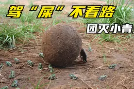 屎壳郎团灭小青蛙，还和别人抢粪球，被大象一脚踩扁，笑死了视频封面