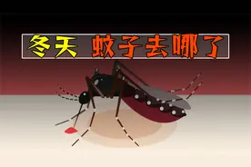 为什么一入寒冬，蚊子就消失不见了？真被冻死了？