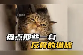 盘点那些一身反骨的猫，满脸不服气的样子，十斤的猫九斤的反骨