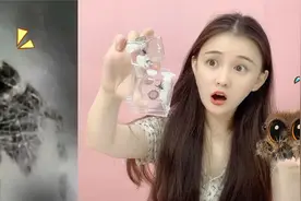 蜘蛛会“盯着”人看？花199买来两只小跳蛛，它们真怕相机对焦吗