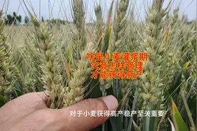 什么是小麦灌浆期，如何管理，才能获得高产