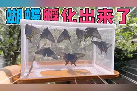 把蛹放进棉被里，三天后孵化出一堆蝴蝶，掀开被子的一瞬间惊呆了