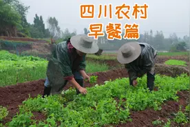 四川人民的硬核早餐，一碗豌豆尖火锅面一碗烫饭，香安逸了视频封面