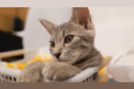 主动上门的猫到底该不该养_是缘分还是挑战？你家准备好了吗？视频封面