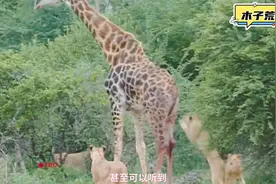 有趣的野生动物之狮子捕食长颈鹿视频封面