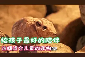 给孩子最好的陪伴：选择适合儿童的宠物视频封面