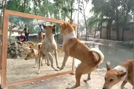 狗子突然站立起来，对着镜子拳打脚踢，着实把我逗笑了！