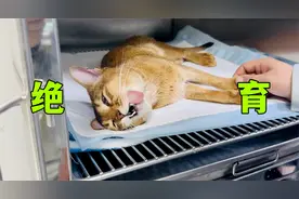 来！带大家看看猫绝育的全过程