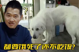 大白熊犬突然闹绝食，半个月瘦了快20斤，原因却连训犬师都猜不到视频封面